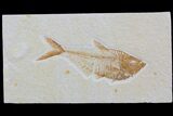 Detailed, Diplomystus Fossil Fish - Wyoming #79069-1